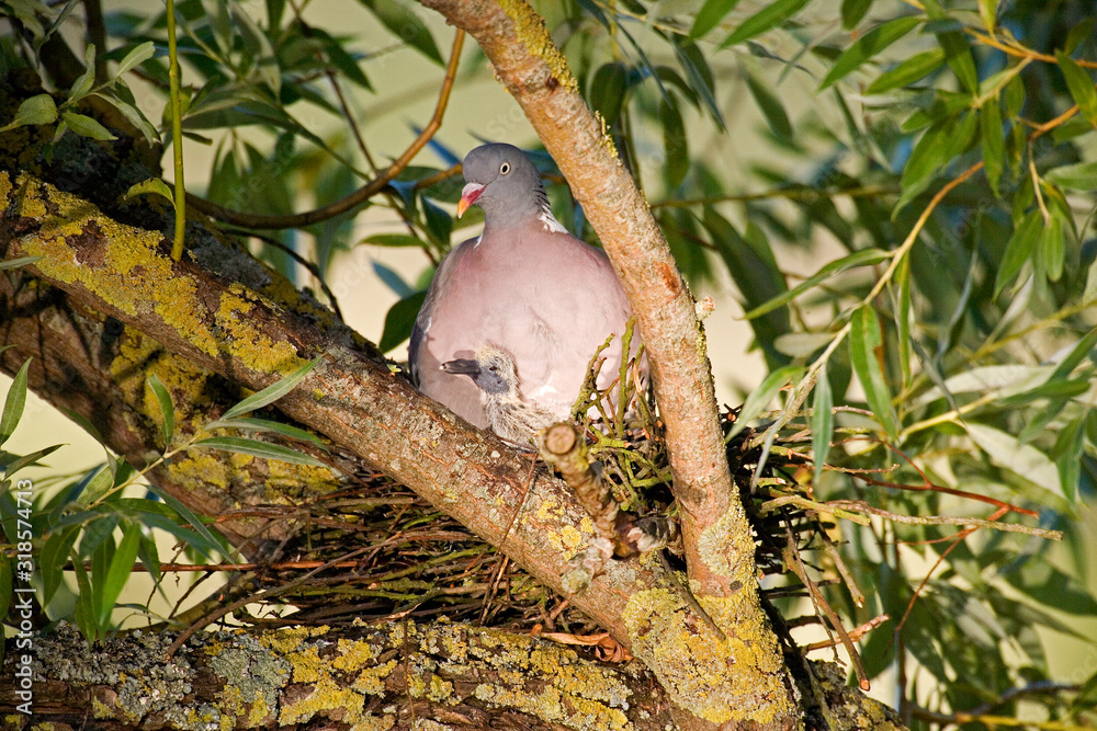 PIGEON RAMIER columba palumbus PIGEON RAMIER columba palumbus