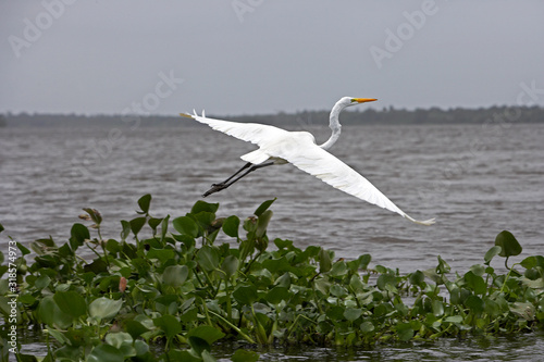 GRANDE AIGRETTE casmerodius albus photo