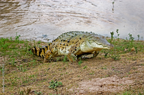 CROCODILE DE L'ORENOQUE crocodylus intermedius
