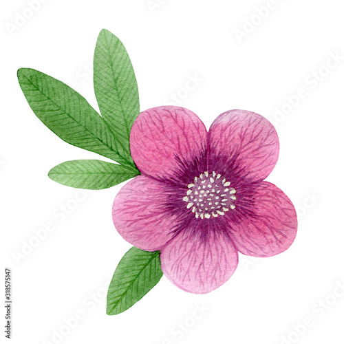 Single pink flower with green leaves, isolated on a white background. Top view. Watercolor illustration. Hand drawn floral element for print design, scrapbook, postcards and invitations
