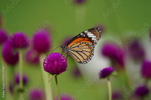 butterfly on flower © saard