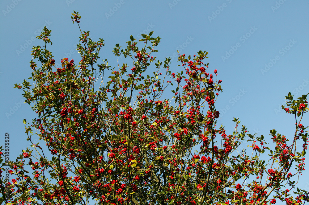 HOUX COMMUN ilex aquifolium HOUX COMMUN ilex aquifolium