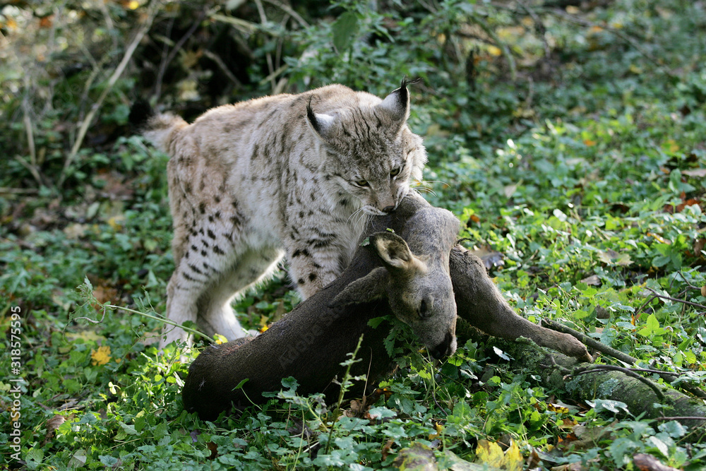LYNX BOREAL felis lynx LYNX BOREAL felis lynx