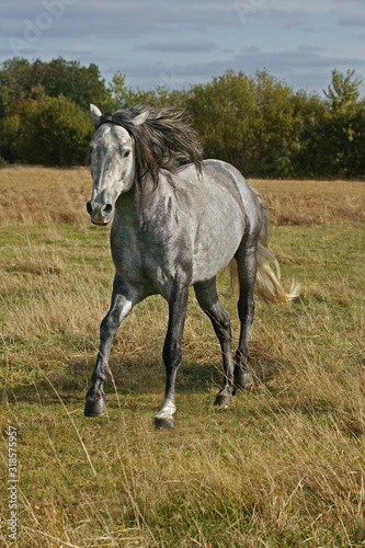 LUSITANIEN