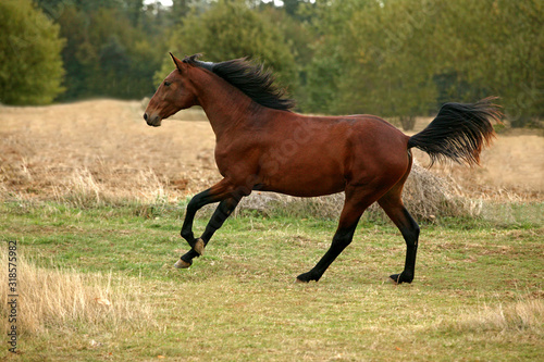 LUSITANIEN