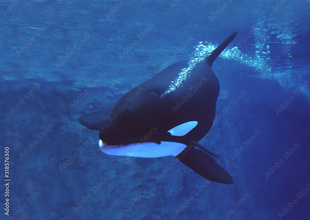 Obraz premium ORQUE EPAULARD orcinus orca