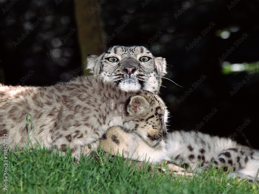 Obraz premium PANTHERE DES NEIGES uncia uncia