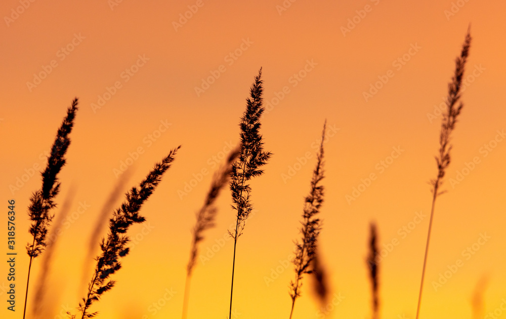 Silhouettes of dry grass on a sunset background Silhouettes of dry grass on a sunset background