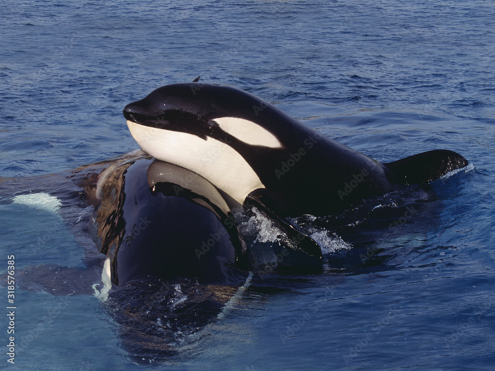 Obraz premium ORQUE EPAULARD orcinus orca