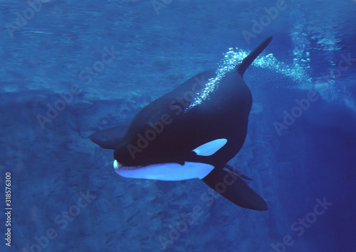 ORQUE EPAULARD orcinus orca © slowmotiongli