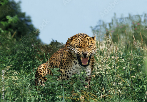 PANTHERE LEOPARD panthera pardus
