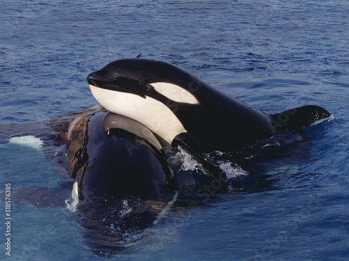 ORQUE EPAULARD orcinus orca photo