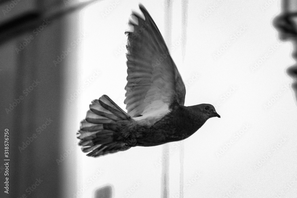 Fototapeta premium pigeon in flight
