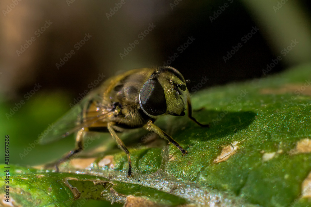 A bee on the stem of a plant. Macro insects A bee on the stem of a plant. Macro insects