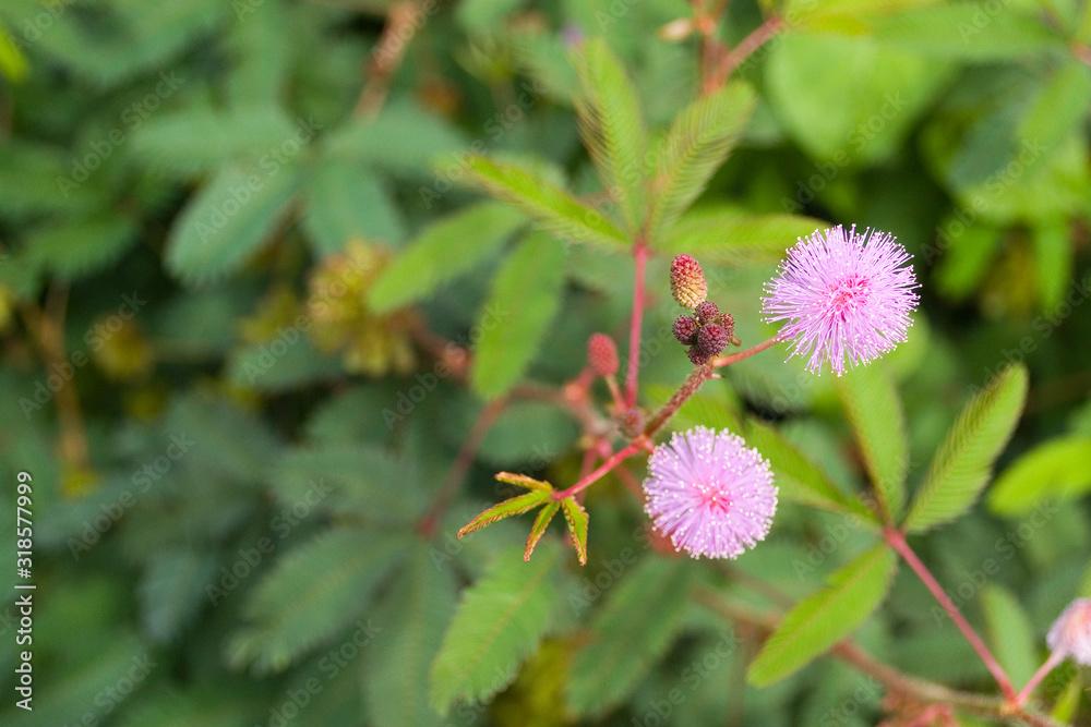 Mimosa shy (Mimosa pudica) - a perennial herb, a type of plant from the genus Mimosa, originating from tropical regions of South America and cultivated throughout the world as an ornamental plant Mimosa shy (Mimosa pudica) - a perennial herb, a type of plant from the genus Mimosa, originating from tropical regions of South America and cultivated throughout the world as an ornamental plant