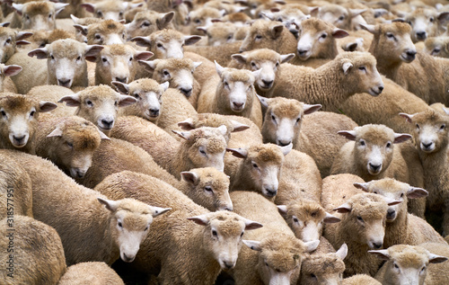 Flock of sheep © lennART