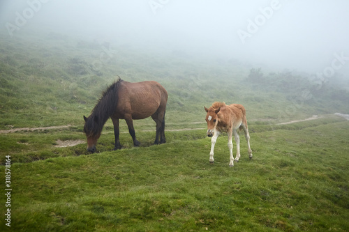 Foal and brown horse graze in the meadow. Mare and foal with a white spot on his forehead walking in the pasture at a foggy summer day.