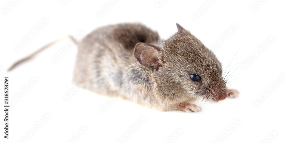 Obraz premium Mouse isolated on a white background
