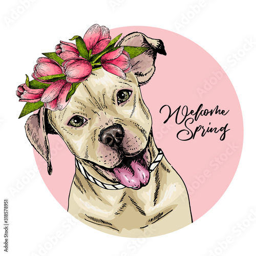 Portrait of pit bull terrier dog wearing tulip crown and bandana. Welcome spring. Hand drawn colored vector illustration. Engraved detailed art. Good for Easter greeting card, poster, banner, flyer.