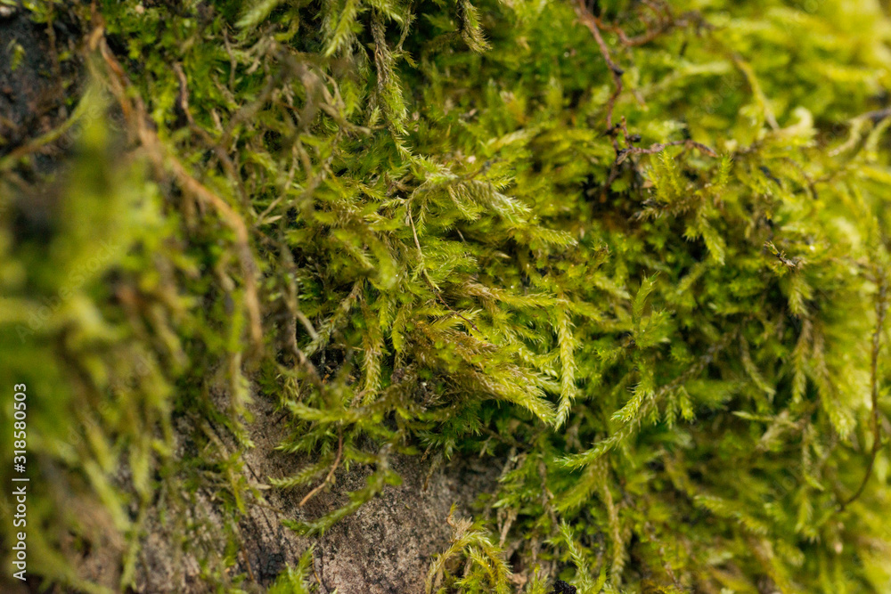 Spring wood moss in detail Spring wood moss in detail