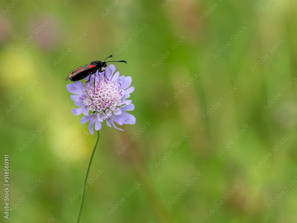 Six-spot Burnet Day Moth on Field Scabious Six-spot Burnet Day Moth on Field Scabious