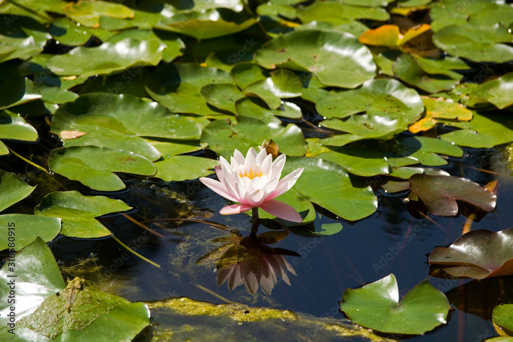The water lily (nenuphar) is a perennial plant of the genus Nymphaea. Beautiful pink flower, reflected in the dark smooth water, grows in water against the background of green flat floating leaves The water lily (nenuphar) is a perennial plant of the genus Nymphaea. Beautiful pink flower, reflected in the dark smooth water, grows in water against the background of green flat floating leaves