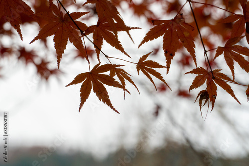 maple leaf red autumn sunset tree blurred background