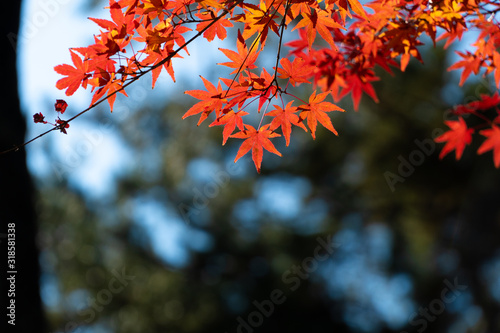 maple leaf red autumn sunset tree blurred background