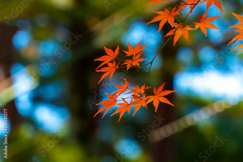 maple leaf red autumn sunset tree blurred background