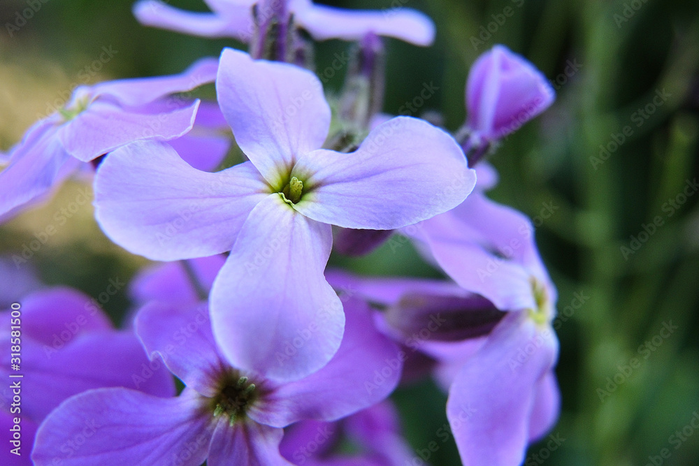 Purple lilac flowers of the vespers night violets. Petals, pistils, stamens. Spring, summer and flowering plants. Illustration about the beginning of the warm season. Macro Purple lilac flowers of the vespers night violets. Petals, pistils, stamens. Spring, summer and flowering plants. Illustration about the beginning of the warm season. Macro