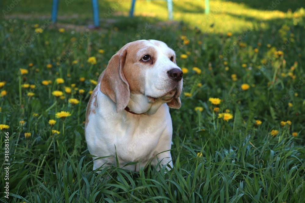 Beagle Dog on the grass Beagle Dog on the grass