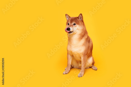 Happy shiba inu dog on yellow. Red-haired Japanese dog smile portrait © vaneeva