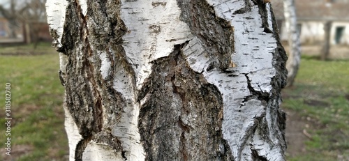 Birch trunk. Close-up of birch bark. Birch bark. Damaged old tree bark. A wound on a wooden surface from a broken branch. photo