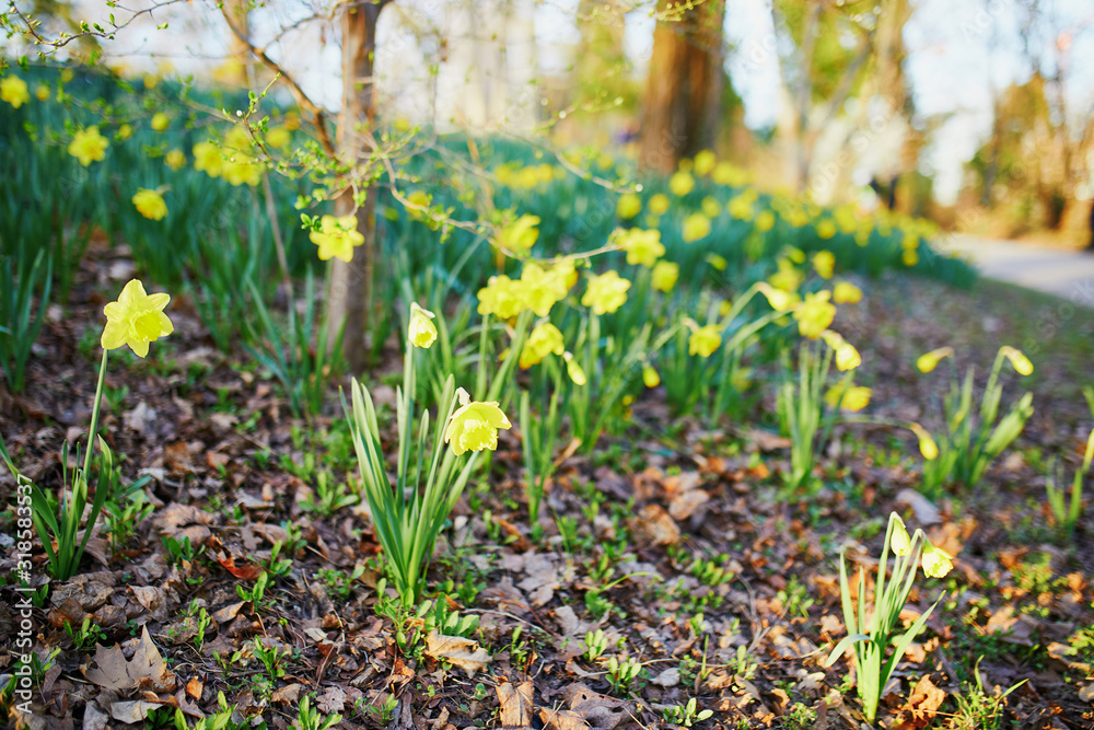Fototapeta premium Many yellow narcissi in the grass