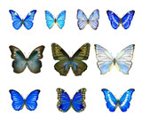 Hand drawn set of watercolor butterflies Morpho isolated on white