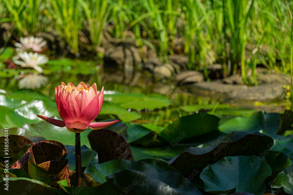 Large flower of bright pink water lily or Perry lotus flower. Orange sunset in pond. Close-up. Calm and lyrics. Love story for Valentine's Day. Nature concept for design. There is place for text.