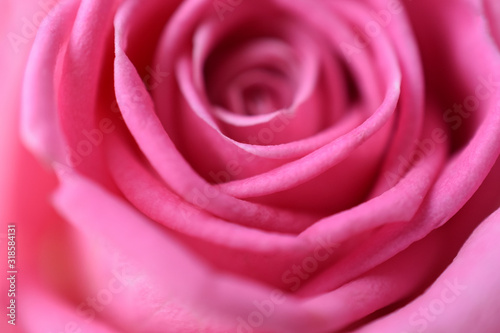 rose flower macro  fragment  blurred image