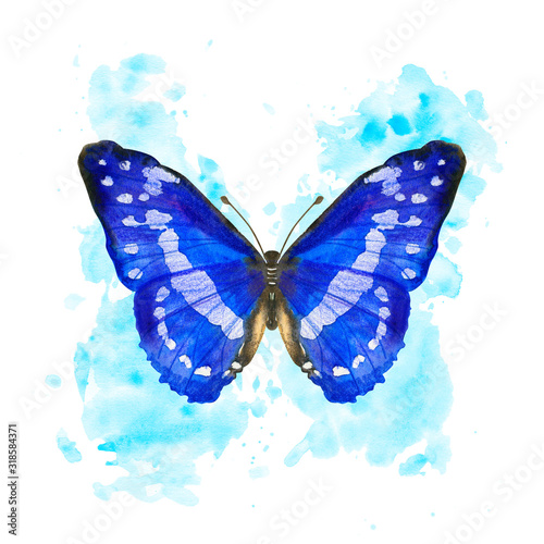 Hand drawn watercolor butterfly Morpho Cypris on splattered background photo
