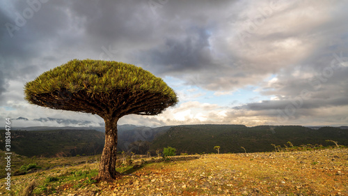 Dragon Blood Tree is an endemic plant in Socotran Archipelago of Yemen in Indian Ocean