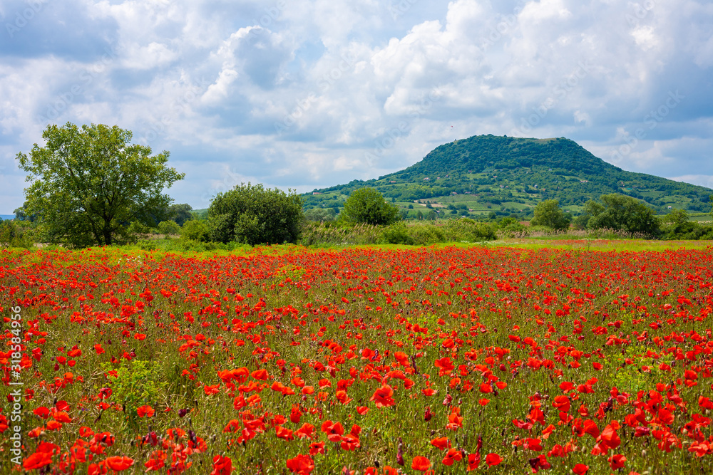 Poppy field with the Csobanc mountain in the background near to Badacsony and lake Balaton in Hungary