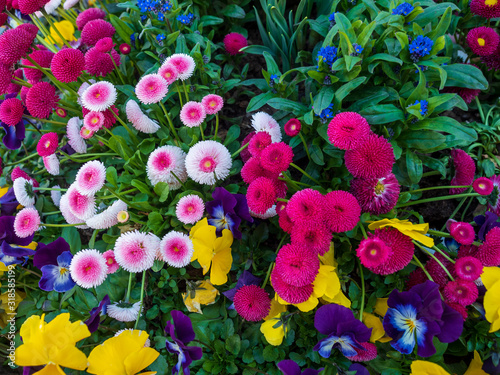 Variety of color flowers 