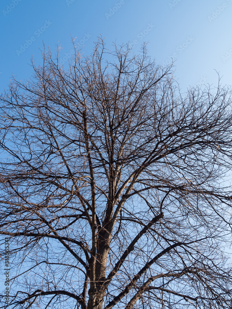 Tree without leaf with blue sky background Tree without leaf with blue sky background