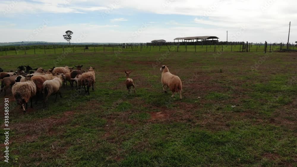 herd of sheep in field - the sheep run herd of sheep in field - the sheep run