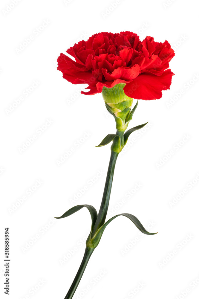 Red carnation Red carnation