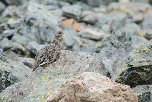 Alpenschneehuhn photo