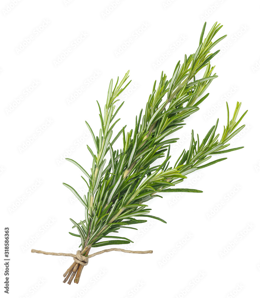 Fototapeta premium fresh rosemary bunch