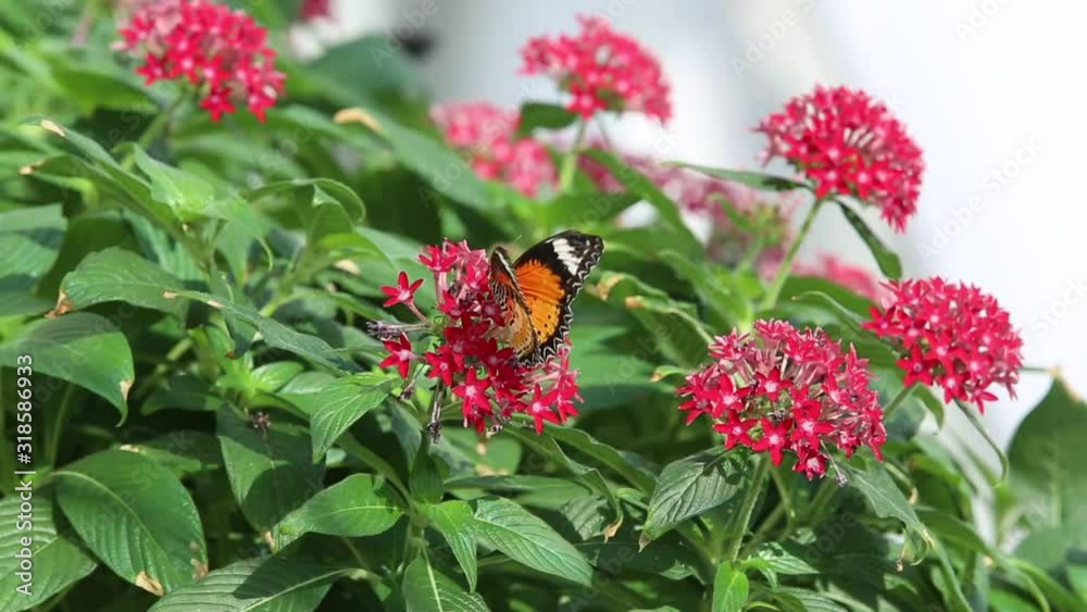 A butterfly feeding on flower in the garden. Close-up shot. A butterfly feeding on flower in the garden. Close-up shot.