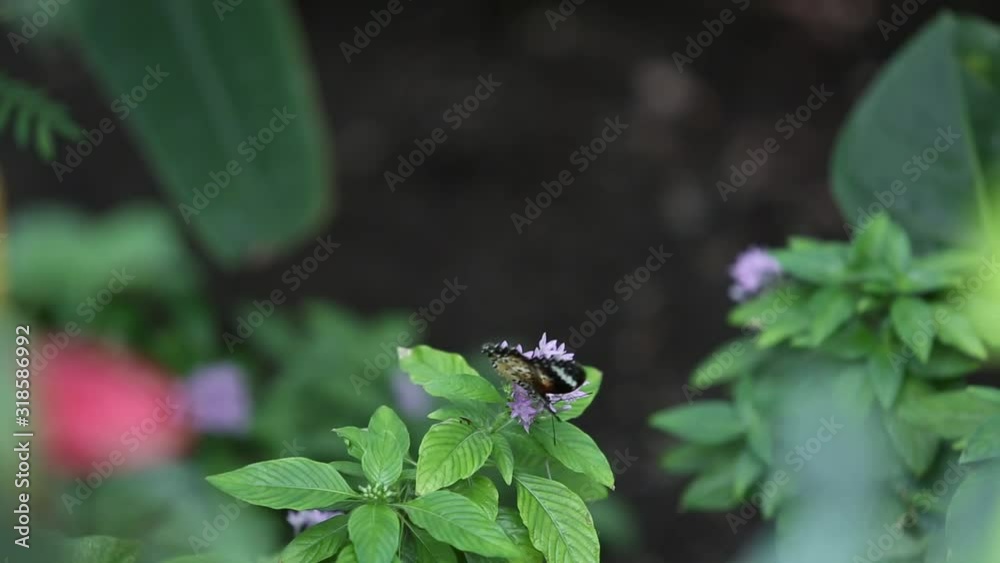 A butterfly on the flower. Butterfly is feeding. A butterfly on the flower. Butterfly is feeding.