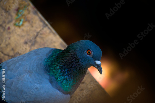 pigeon, bird, dove, animal, nature