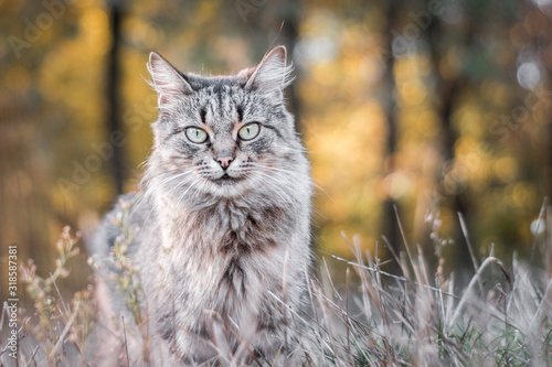 Closeup portrait of a homeless cat. A gray cat is sitting in the tall grass. An animal in the forest basks in the sun. The concept of wild life in nature.